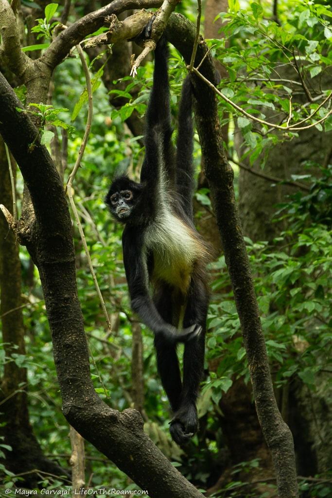 A spider monkey hanging from a tree branch with one hand