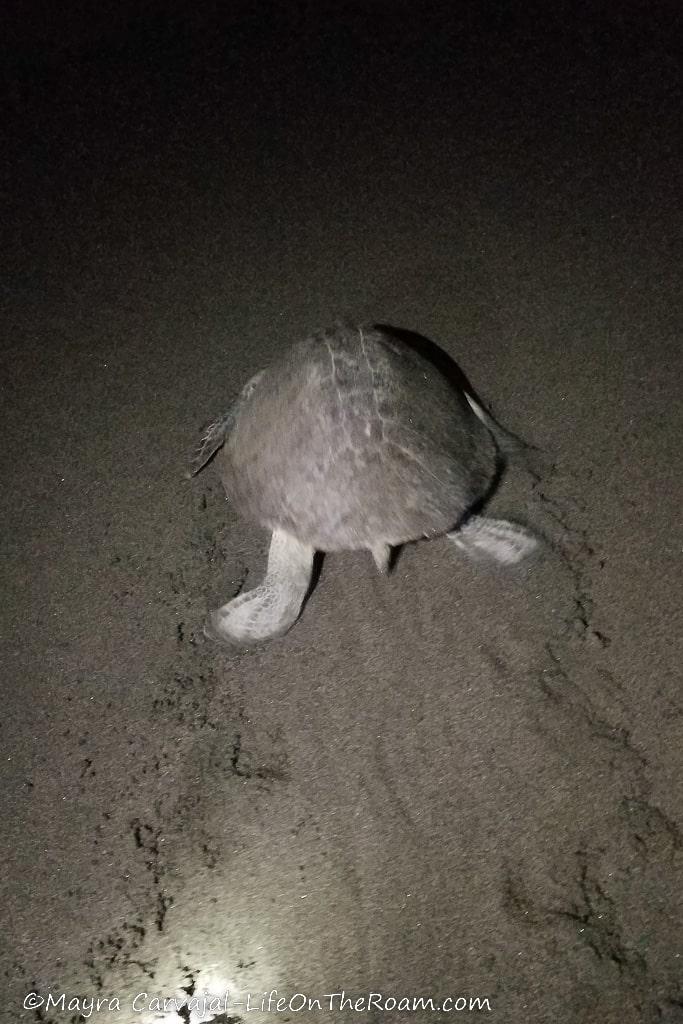 A turtle walking on the sand