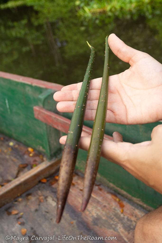 Hands holding mangrove seeds on a boat