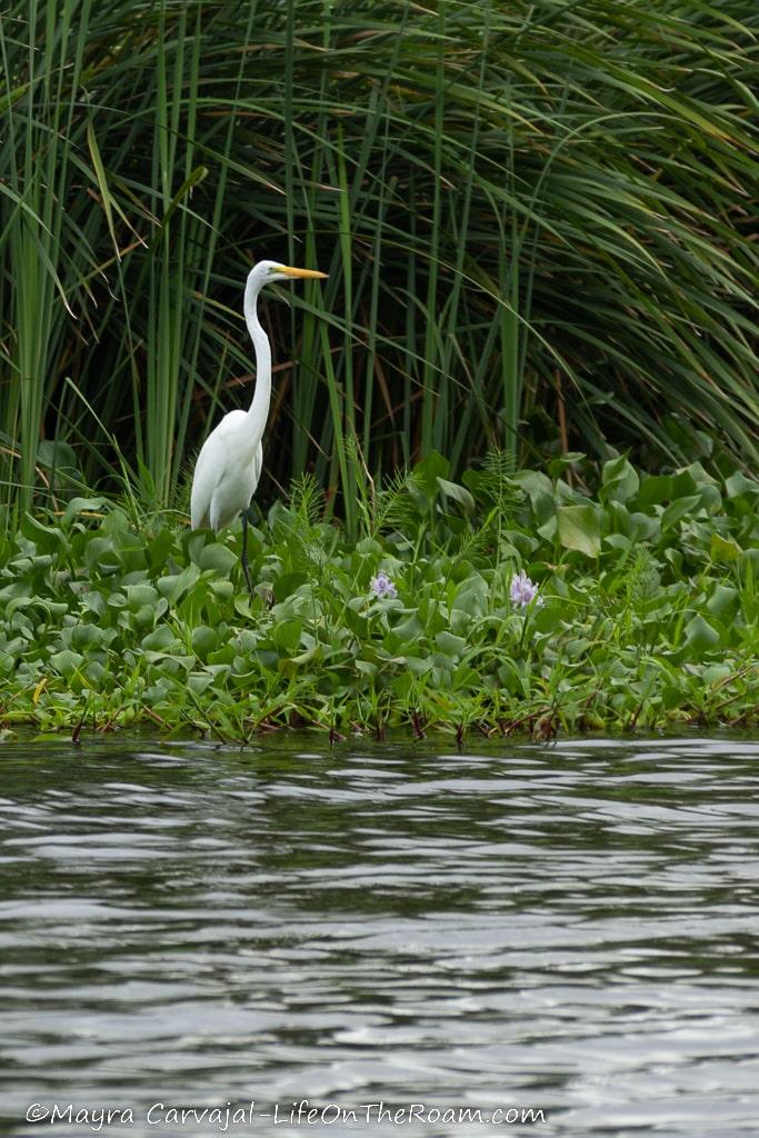 An egret in a canal