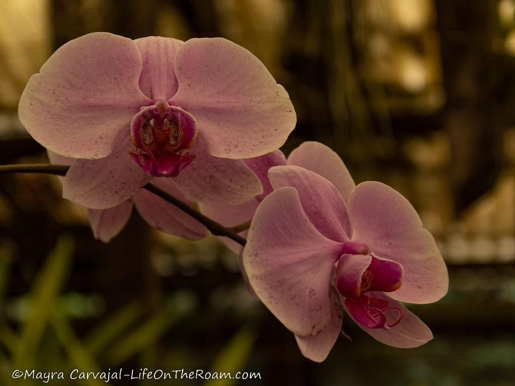 Two magenta orchids