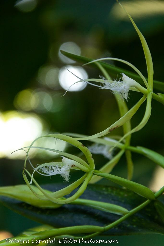 Three white orchids