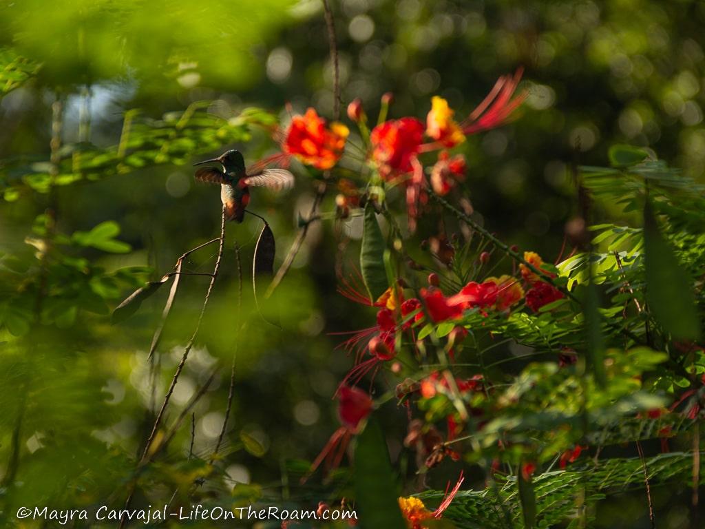 A hummingbird in a garden with flowers