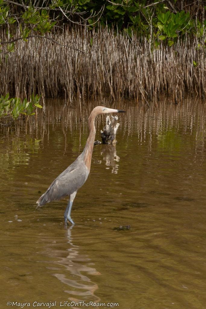 A reddish Egret in a mangrove swamp