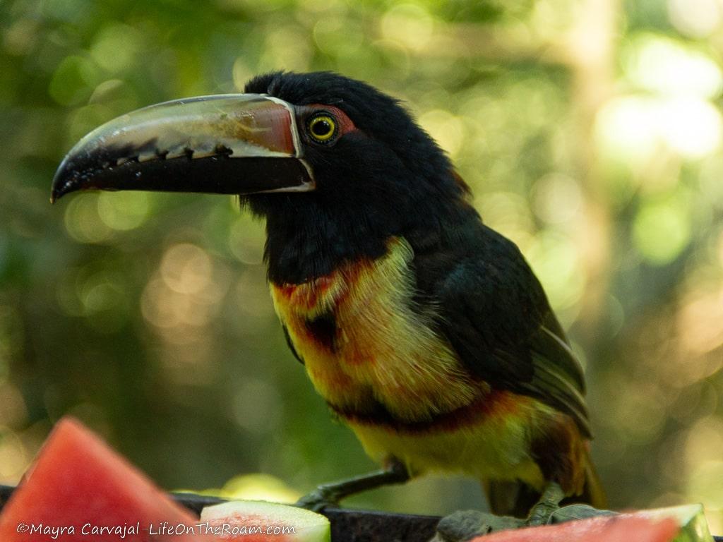 A toucan in the jungle