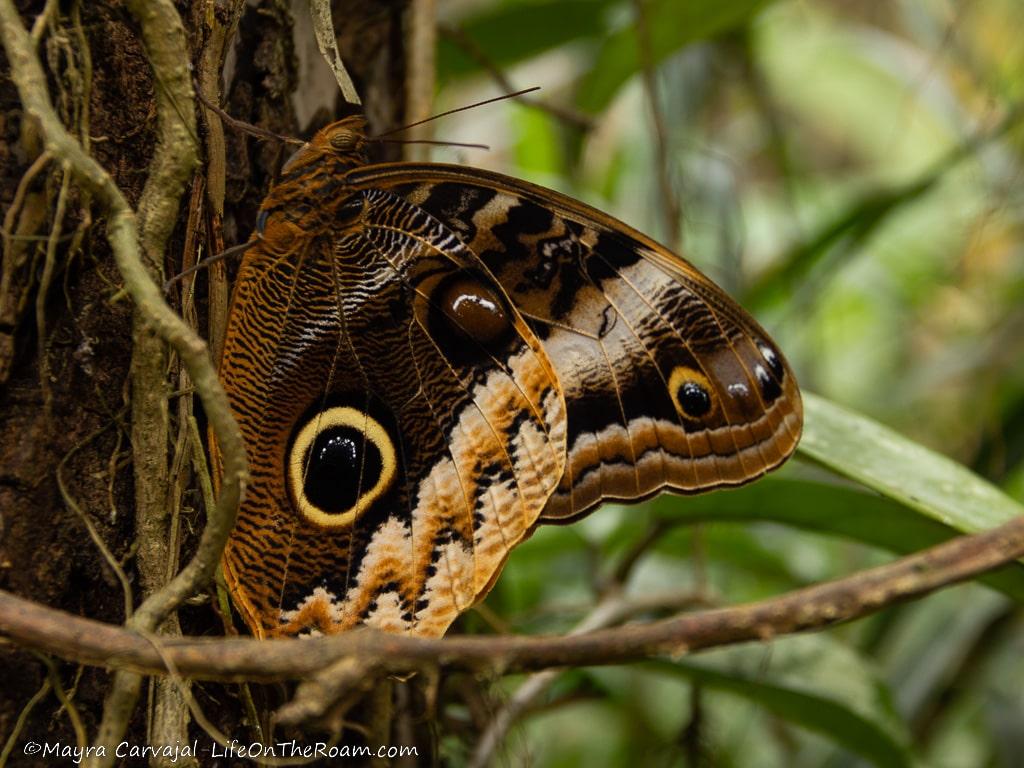 A brown butterfly with wings that look like owl eyes