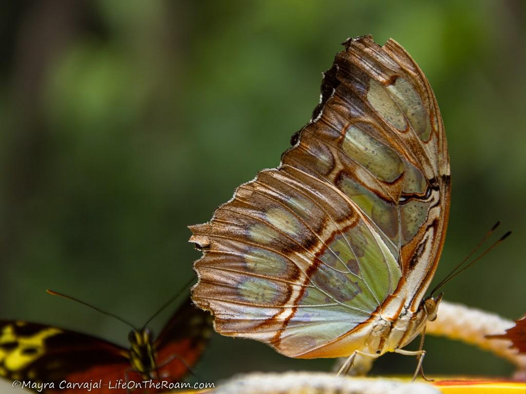 A Malachite butterfly