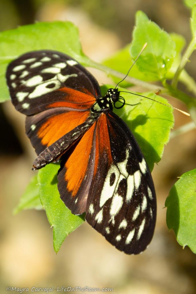 A Golden Longwing butterfly