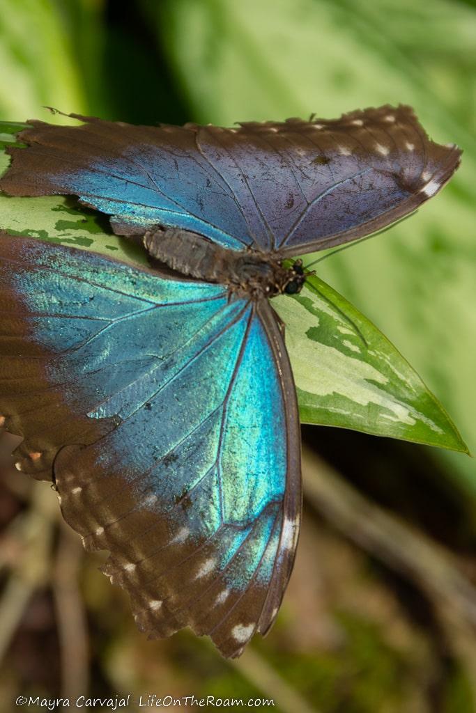 A Blue Morpho butterfly