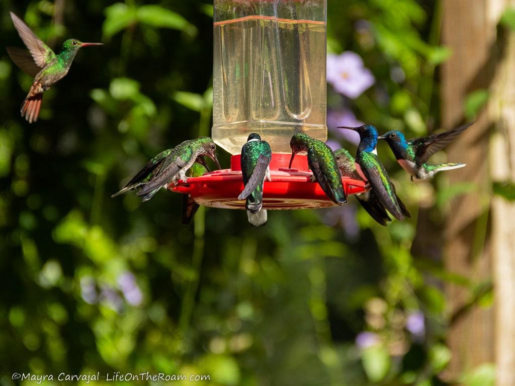 9 hummingbirds at a feeder in a garden