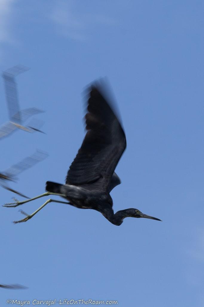 A heron in flight