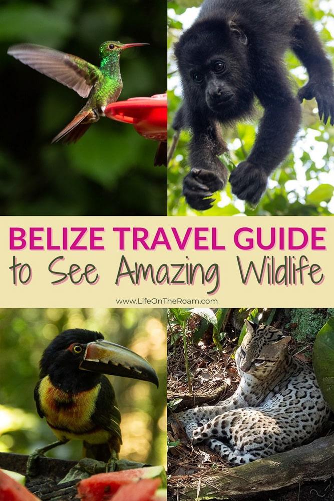 A collage of pictures: a hummingbird, a howler monkey, a collared aracari and an ocelot, with a text box: "Belize Travel Guide to See Amazing Wildlife"