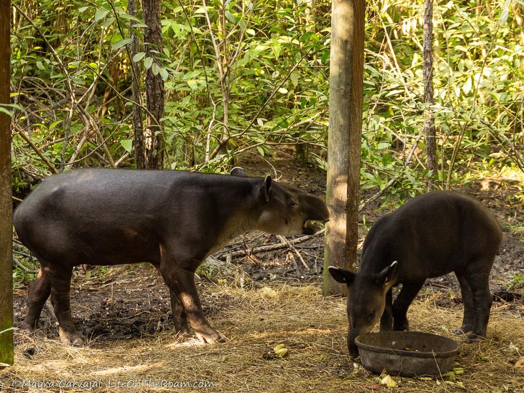 Two tapirs in a jungle environment