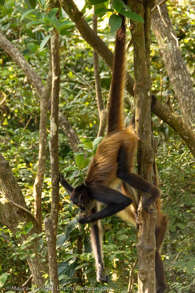 A monkey hanging upside down from a branch