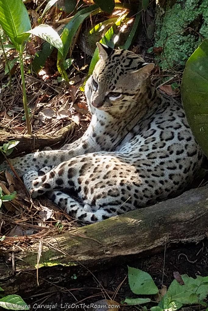 An ocelot laying down