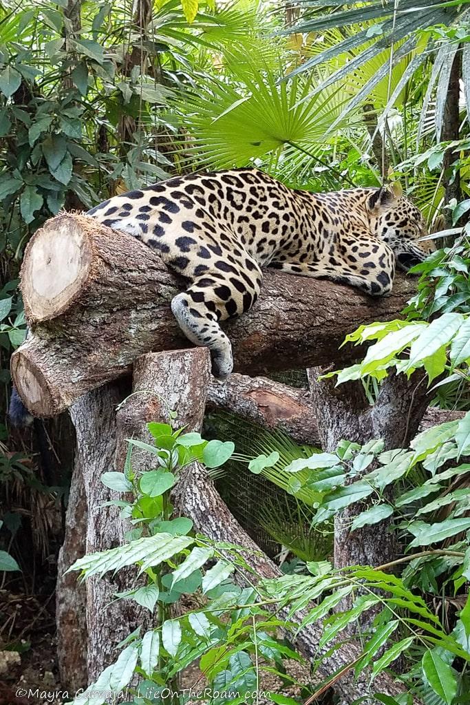 A jaguar laying down on a branch