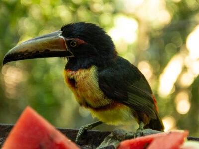 A toucan with black, yellow, and red feathers
