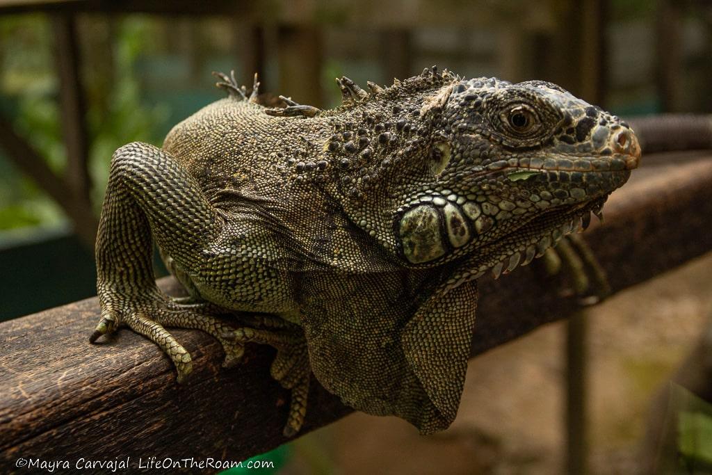 A green iguana on a branch