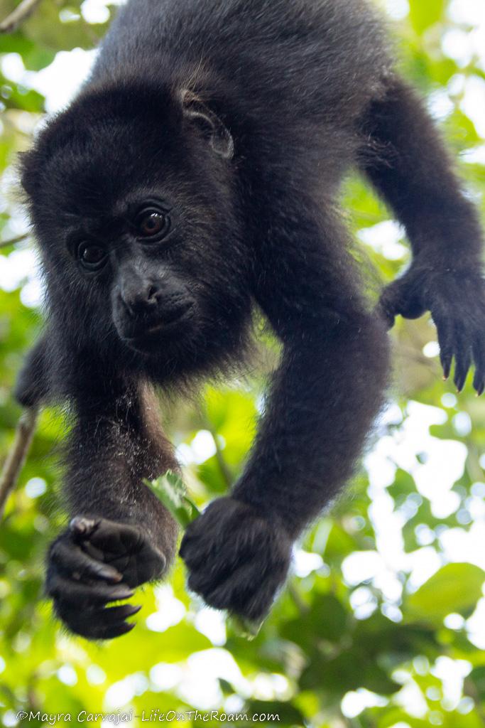 A baby howler monkey