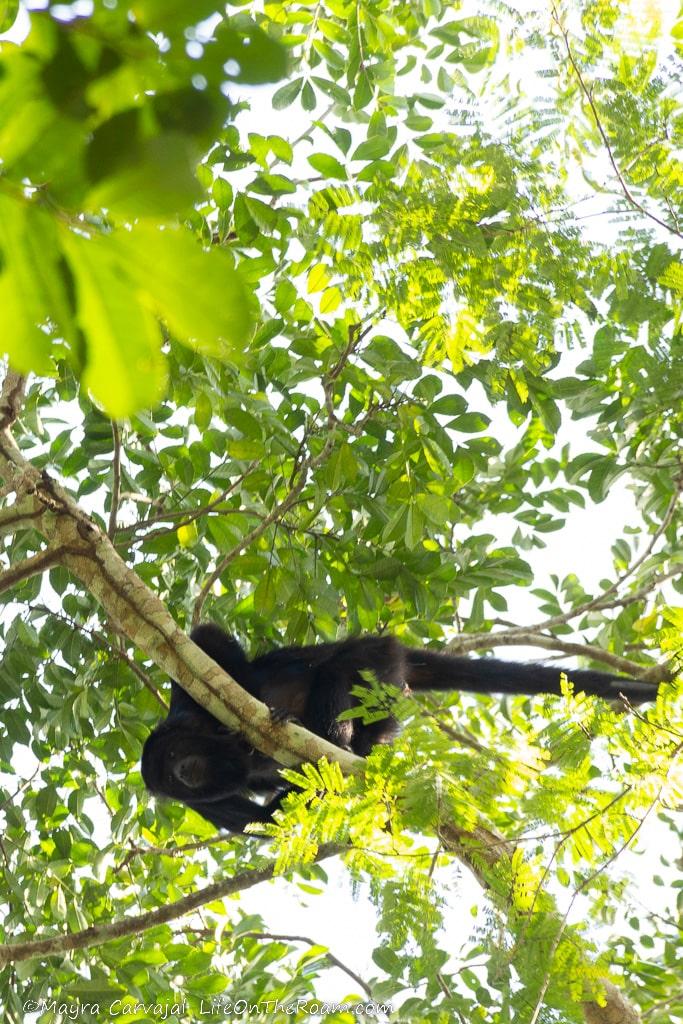 A howler monkey on a tree