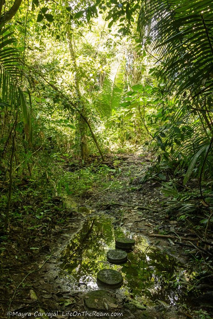 A trail in the jungle with some stone steps