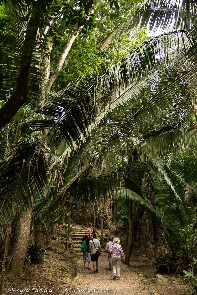 People walking on a trail flanked by huge palm trees