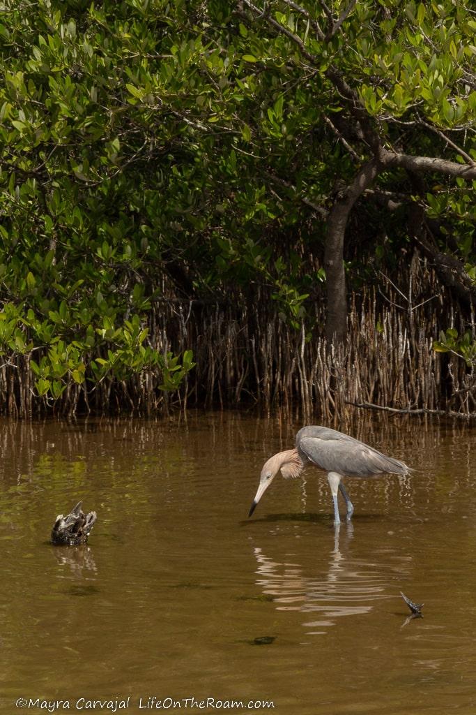 A Reddish Egret in a mangrove pond