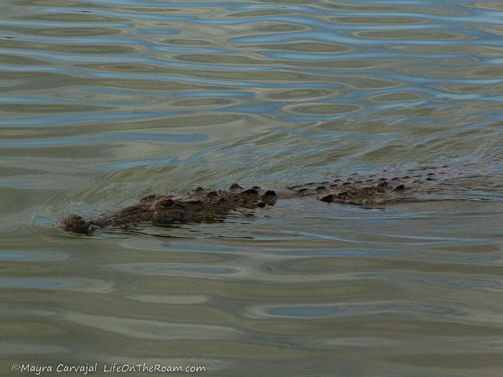 A crocodile swimming
