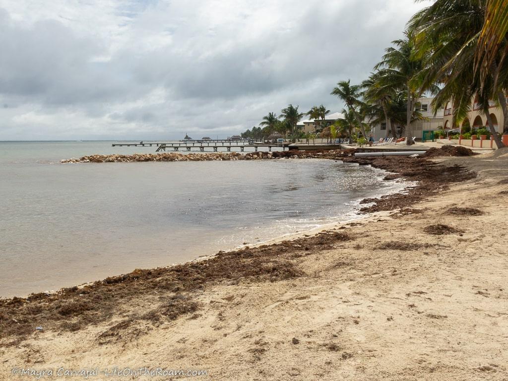 A sandy beach with palm trees and sargassum
