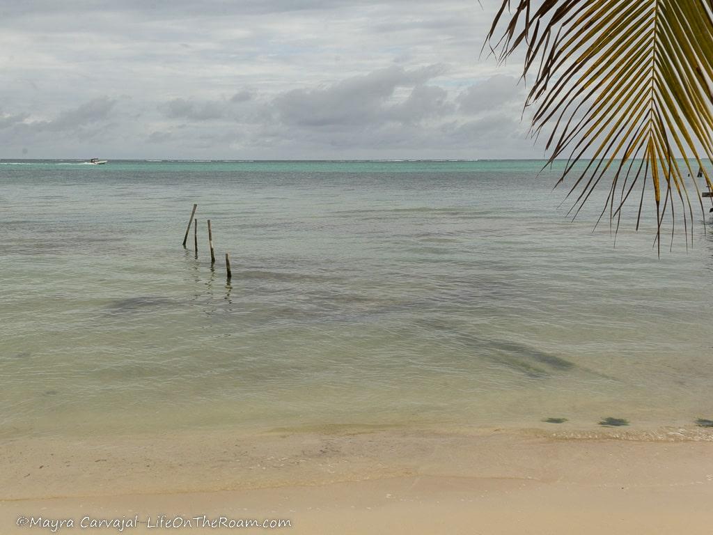 A sandy beach with a palm tree leaf in the foreground