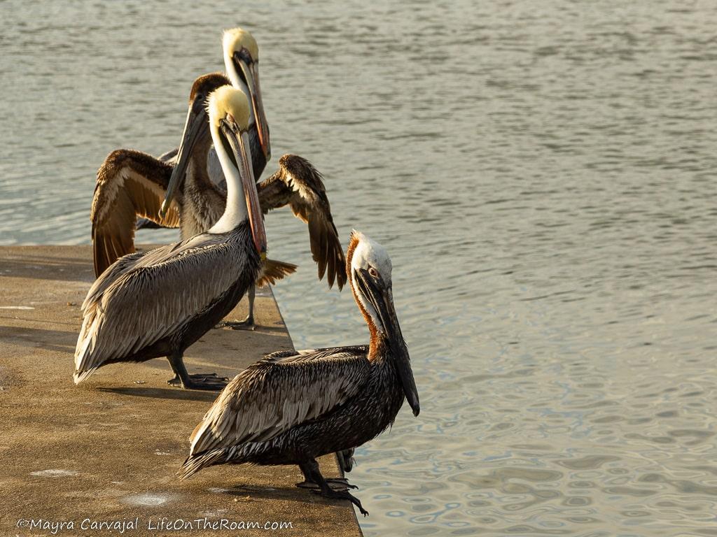 4 pelicans on a dock in the sea