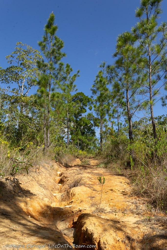 A hiking trail among pine trees
