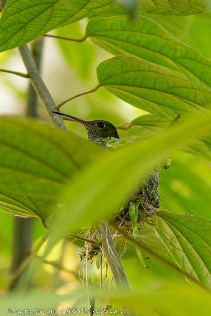A hummingbird in its nest