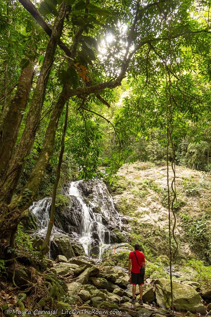 A man standing in front of a cascade in a jungle