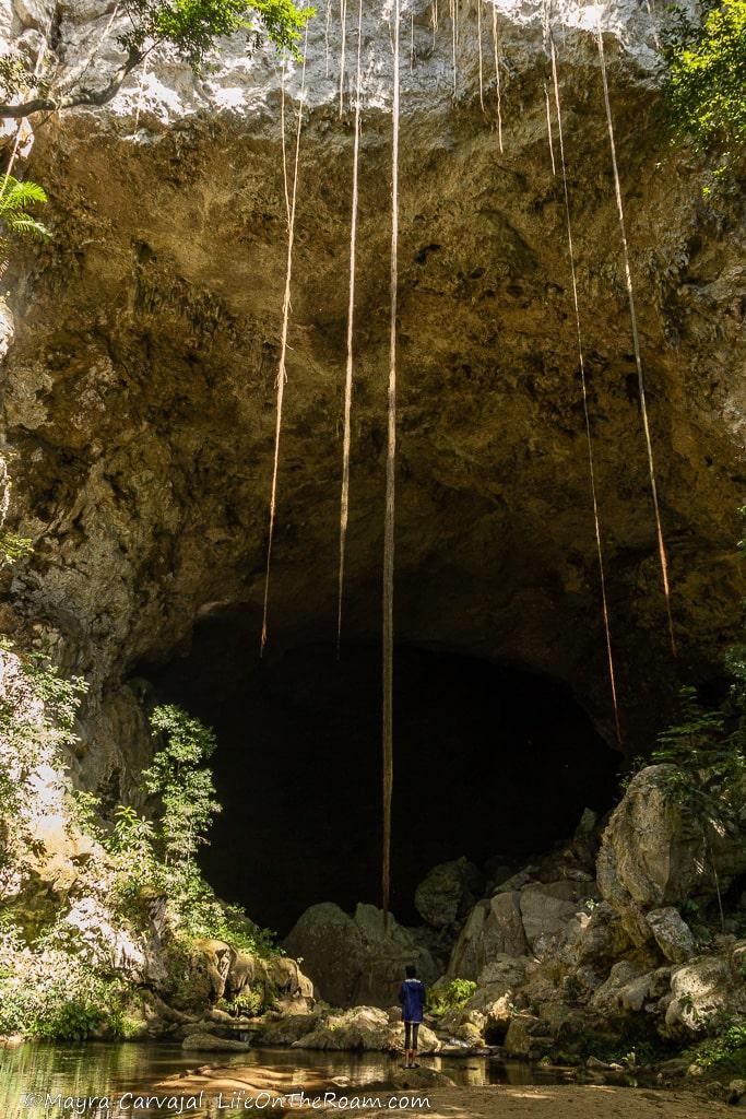 A monumental opening of a cave with vines hanging in front