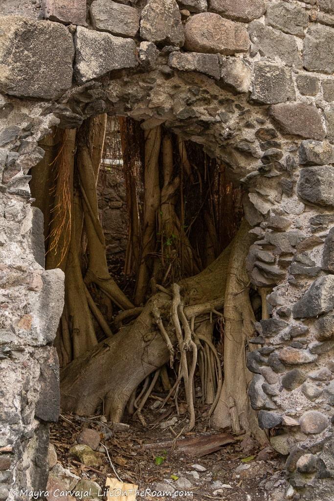 Tree roots growing behind stone walls