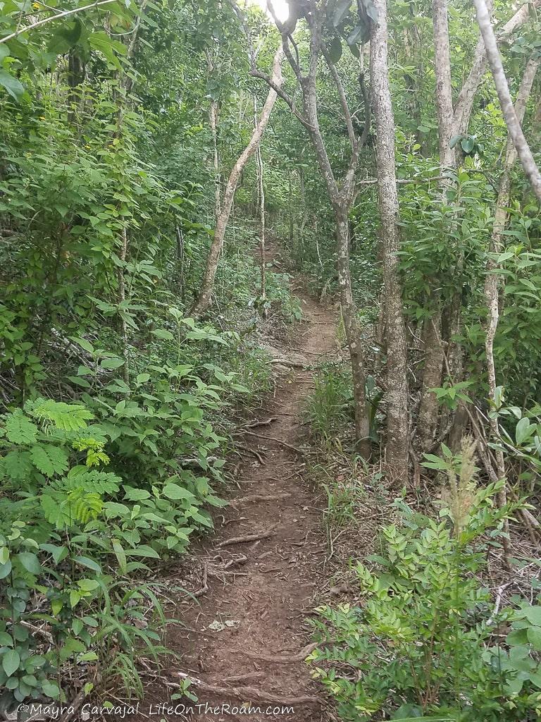 A narrow trail in a dense forest with tall trees