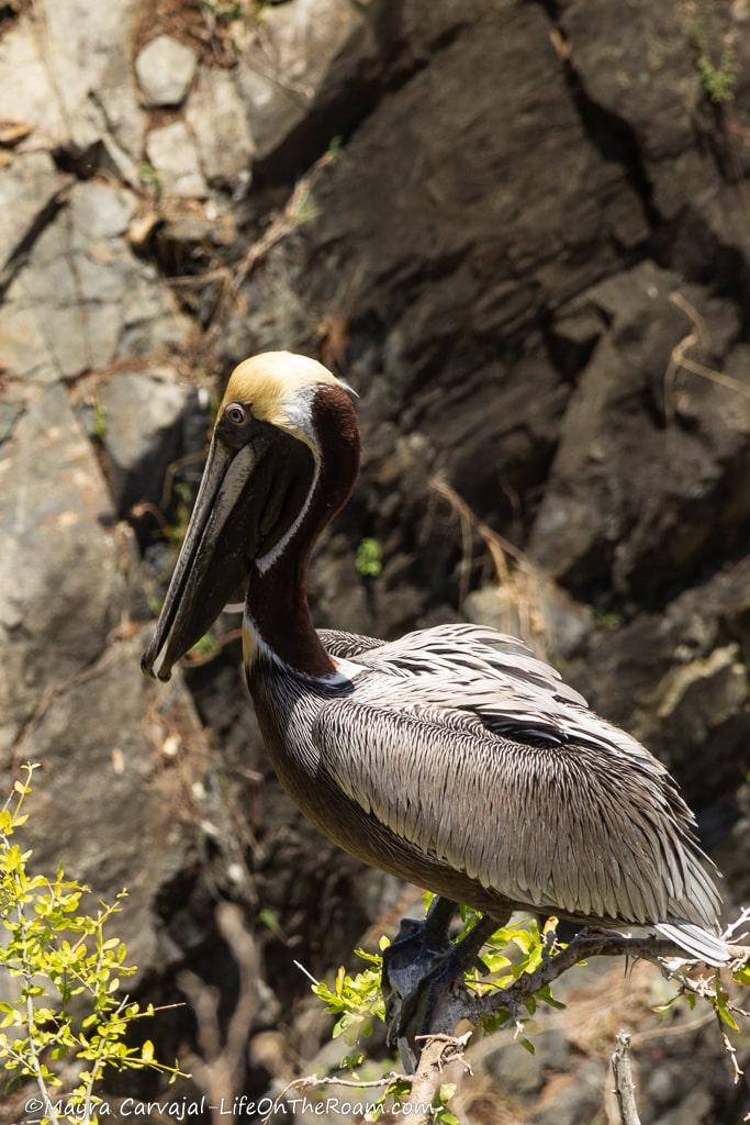 A brown pelican standing on a rocky cliff