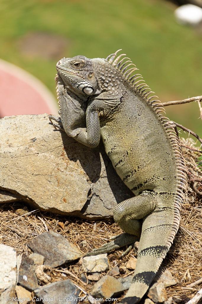 A brownish iguana