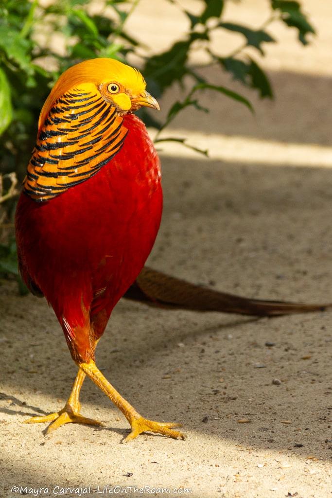 A pheasant with gold and black feathers in the head and burnt red feathers in the chest
