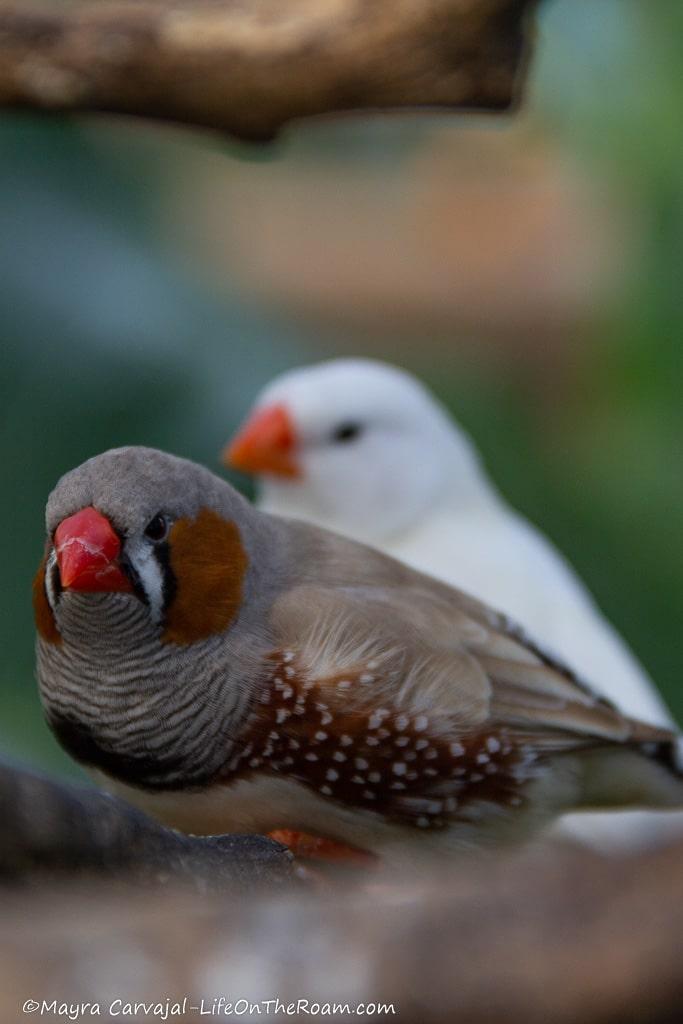 A gray small bird with burnt orange patterns