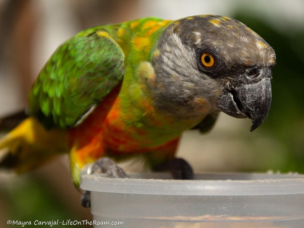 A parakeet with a gray head and green wings