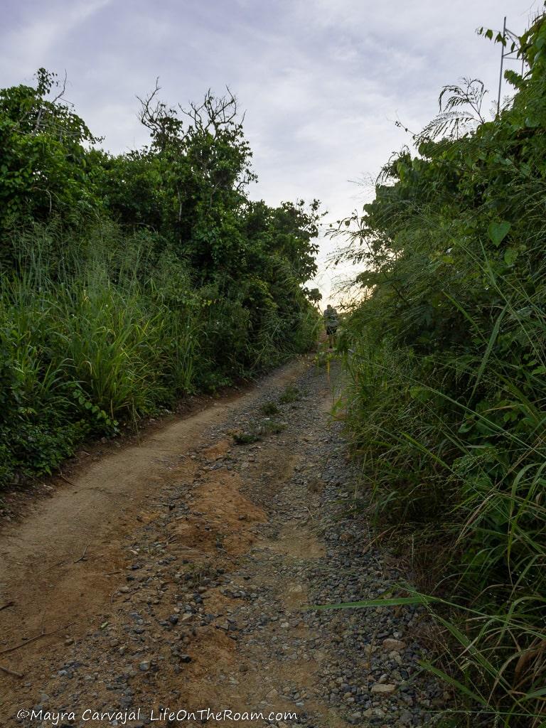 A wide dirt road going uphill with dense vegetation on the sides