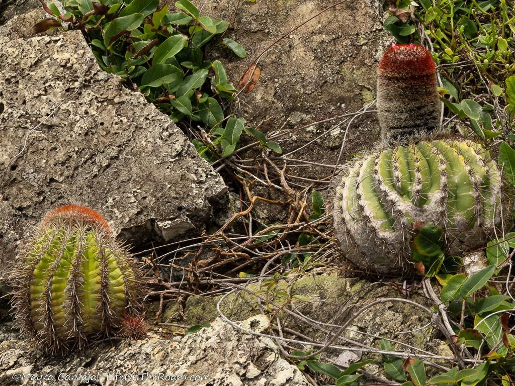 Two cacti on rocks