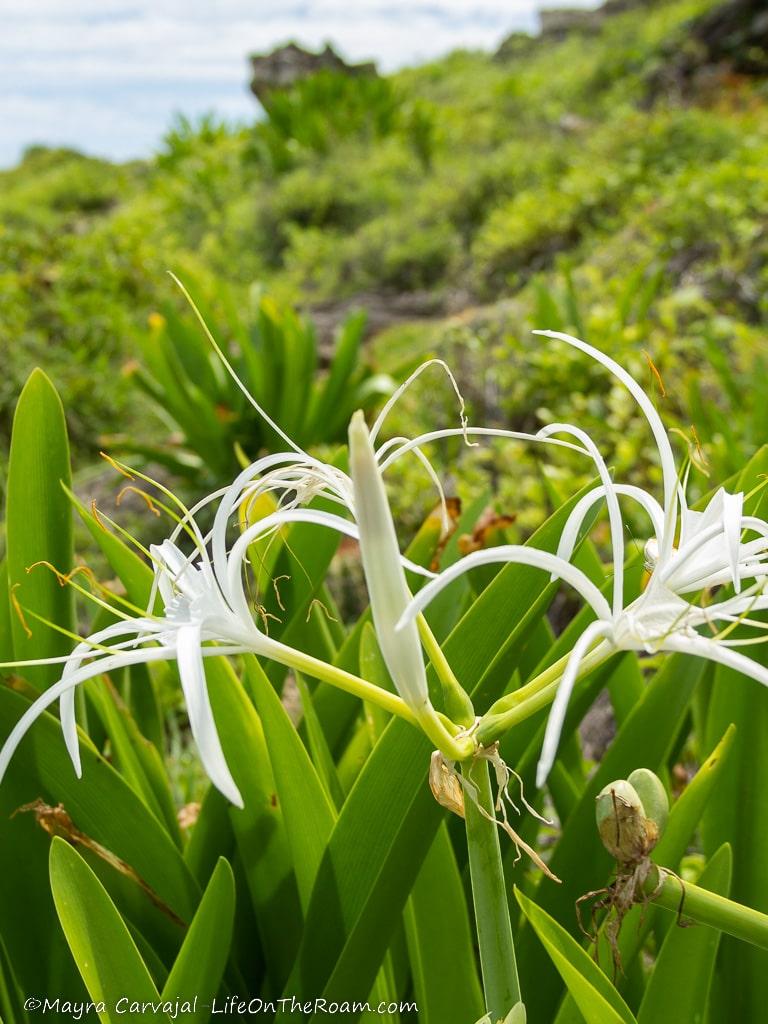 A white lily flower among greenery