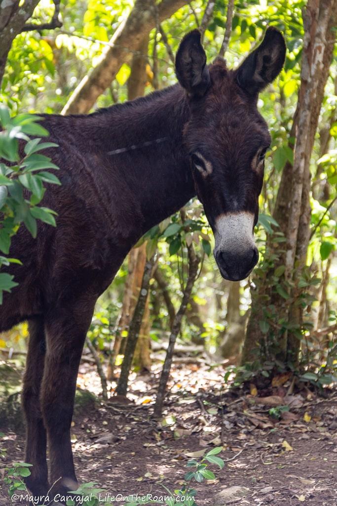A donkey with dark hair