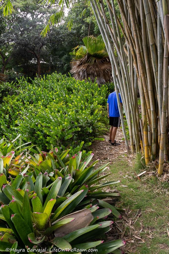 A man walking on a path with bamboo and bromeliads