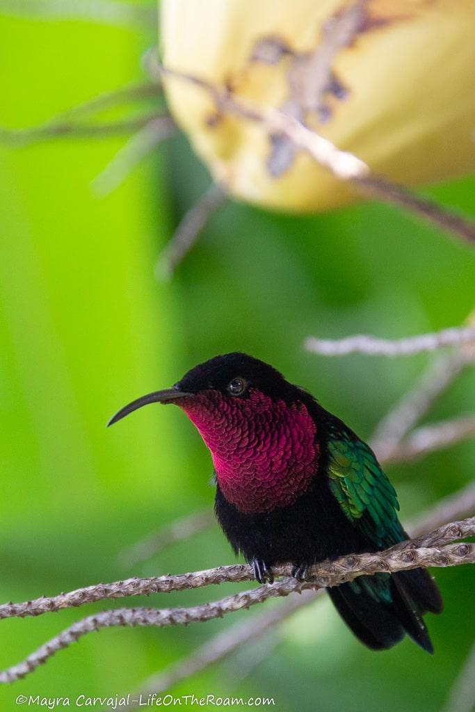 A small bird with purple feathers on the chest and blue and green wings resting on a branch 