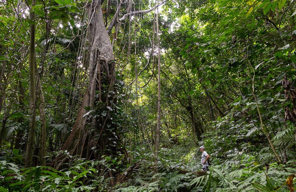 The Best Hiking Trails on Nevis Island | Life On The Roam