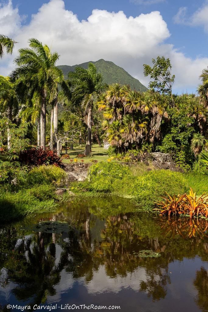 A pond surrounded by vegetation with tall palm trees and a hill in the background